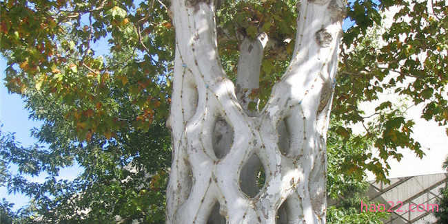 世界上最奇特的树木 加那利群岛的龙树成伞状形状 